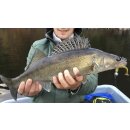 K.P Baits Skeleton Shad Gummifisch 3" 7,5cm 024 Brown Mushroom