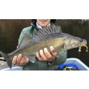 K.P Baits Skeleton Shad Gummifisch 3" 7,5cm 135 Pink Pearl