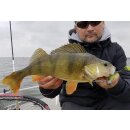 K.P Baits Lazy Shad Gummifisch 3" 7,5 cm 5 Stück 227 Motoroil