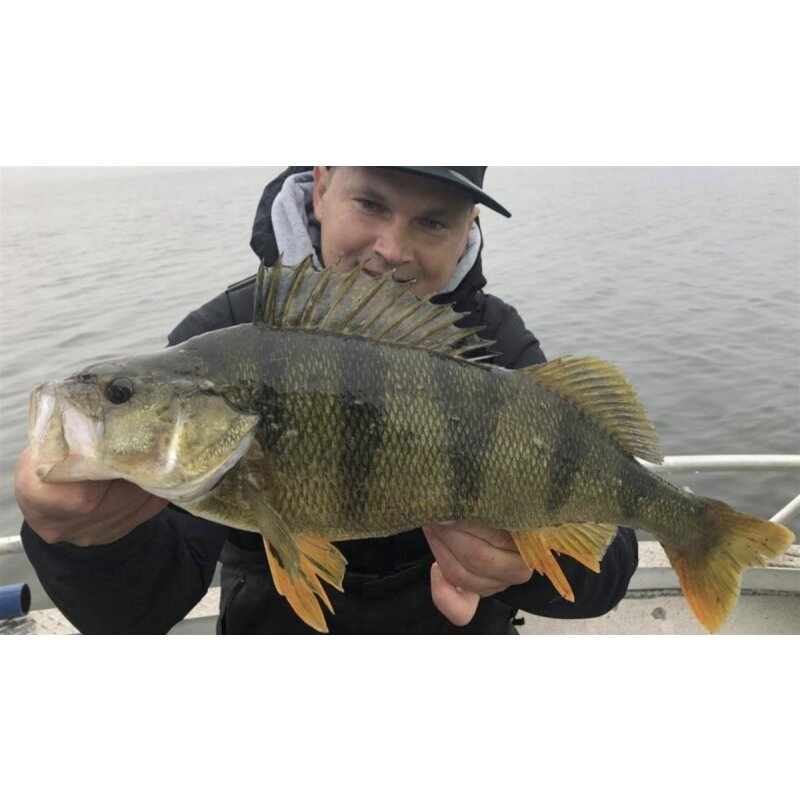 K.P Baits Skeleton Shad Gummifisch 4" 10 cm 5 Stück 087 Chartreuse Orange