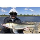 K.P Baits Original Shad 2" Gummiköder 5 cm 5 Stück 021 Schwarz Silber
